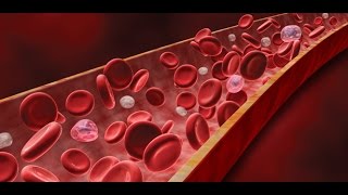 Anatomy and Physiology of Blood  Anatomy and Physiology Video [upl. by Yenaiv857]