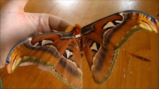 Giant moth Attacus atlas male [upl. by Amsirp]