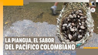 ¿Por qué la piangua es considerada quotel oro negro enterrado” de Colombia  El Espectador [upl. by Stanleigh]