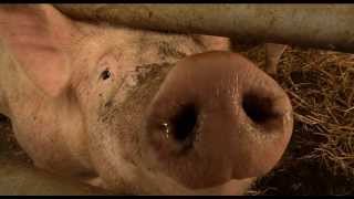 Le cochon Bio de La Ferme du Vieux Poirier en Alsace [upl. by Malita]