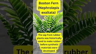 Plant Facts  Boston Fern Nephrolepis exaltata [upl. by Wiburg283]