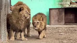 Lion vs Tiger Siberian Tiger vs Dwarf lion in Asia THE TRUTH [upl. by Aicella765]