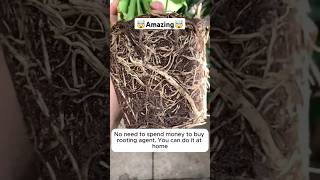 Make your own root stimulant at homeshortsplants shortsfeed gardening farming viralshort [upl. by Anilecram413]