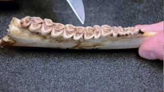 Whitetailed Deer Jawbone Aging Part 2  Tooth Wear [upl. by Atileda]