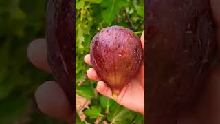 figfruit figtreeyoutubeshorts fruittree shortvideo fruitygarden fruitplant share subscribe [upl. by Kared404]