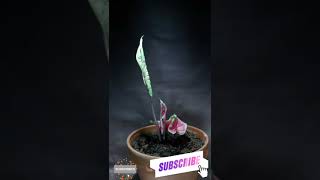 Caladiums growing time lapse [upl. by Eirhtug]