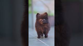 🎥🌑🖤 los pomeranian color negro son hermosos y poco a poco se van conociendo más [upl. by Heinrik]