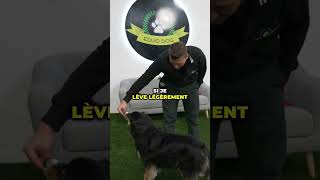 🐕 Comment apprendre le debout à ton chien [upl. by Ronym]