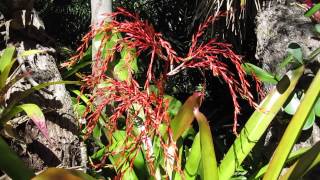 Aechmea blanchetiana bromeliads in landscape with flowers blooms [upl. by Ylrebme]