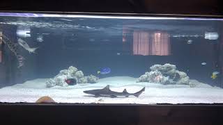 Shark and stingray tank aquarium [upl. by Eedak308]