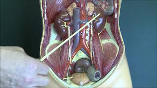 Renal Anatomy 1 Kidneys and urinary system [upl. by Brittnee]