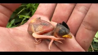 How I Rescued Birds Whose Nest Was Destroyed ✦  Tooc 28 [upl. by Mayne285]