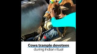 Devotees let cows trample them as part of Indian tradition [upl. by Jonathan]