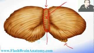 Cerebellum from Caudal  Cerebellum Anatomy 3 [upl. by Davie]