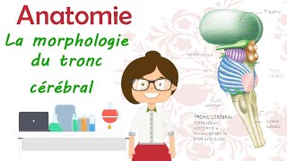 Anatomie  le tronc cérébral  les origines des nerfs crâniens  cours de 2 éme année médecine [upl. by Flann]