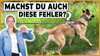 Hund zieht an der Leine nichts hilft Das macht fast jeder falsch [upl. by Kelula]