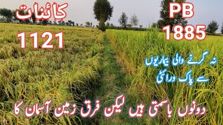 PB pusa 1885  pb 1885  1885 basmati rice  1885 Paddy variety [upl. by Sida]