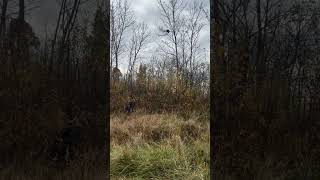 9mm vs Porcine nuisance animal then Eagle food responsible for killing 500 pine tree saplings [upl. by Eeclehc]