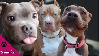 Types of Pitbull and Crossbreeds [upl. by Sherr]