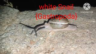 White Snail  Gastropoda  natureinsects [upl. by Nason976]