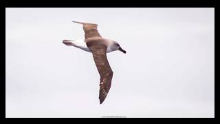 We are going on the Flock to Marion 2025 and these Pelagic Birds are what we are hoping witness [upl. by Knight672]