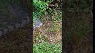 Spray a venomous snake with a water hose [upl. by Nnek]