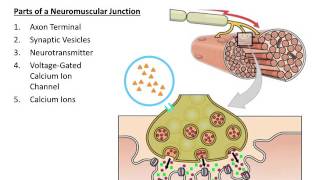 Muscular System The Neuromuscular Junction [upl. by Akimehs375]