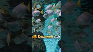 Clearwater Fish Tank Showcase The Majestic Yellowtail fish [upl. by Gabi]