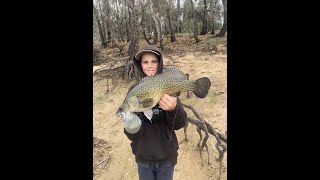 Fishing Lake Mulwala for Murray Cod Mini Drawdown [upl. by Liahkim463]