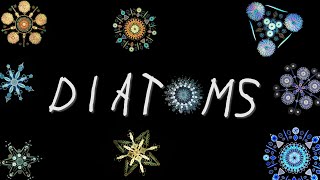 Diatoms in about 2 minutes [upl. by Leontyne453]