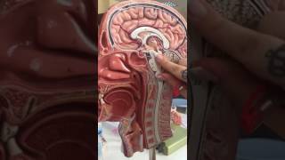 Diencephalon Anatomisi [upl. by Danelle104]