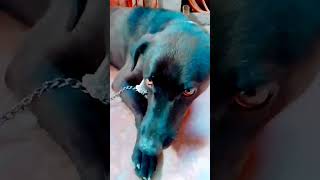 dog shortsvideo like viral viralvideo ytshorts doglovers 🐕🐕🐕🥳😆🥰 [upl. by Ornie231]