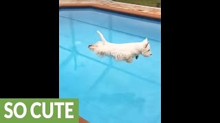 Excited Westie puppy shows off great diving form [upl. by Atilek]