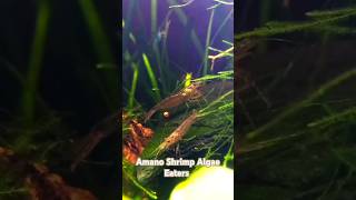 Everything You Need To Know About Amano Shrimp [upl. by Tessil447]