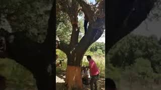 Come si ricava il sughero da un albero  Working cork tree [upl. by Airb]