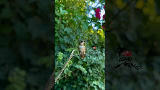 Tiny chirper ✨ asmr hummingbirds allenshummingbird [upl. by Nanji]