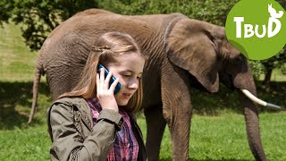 Dickhäuter Folge 6  Tiere bis unters Dach  SWR Plus [upl. by Silloc692]