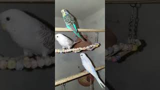 Bajri parrot 🦜🦜bajriparrot Baggies budgies parrot pets birdsvlogs birdslover virelvideo [upl. by Ailedamla]