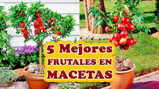 Los 5 Mejores Árboles Frutales para Cultivar en Macetas [upl. by Anikal]