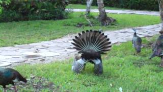 Ocellated Turkey Strutting his Stuff at Chan Chich Lodge in Belize [upl. by Enrobyalc]