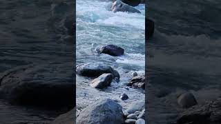 Its not easy to put a really big salmon in a net I ❤️ salmon fishing Vedder river Canada 🇨🇦 26 [upl. by Euqimod23]