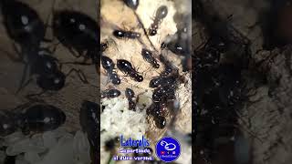 Camponotus Lateralis aguanto el duro verano shorts shortsvideo short camponotus lateralis [upl. by Brad72]