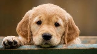 Golden Retriever Puppy How to Leash Train a Puppy [upl. by Mhoj2]