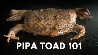 Pipa toad care Everything you need to know [upl. by Nuri]