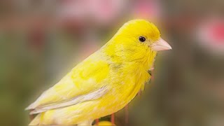 Canary Bird Singing Training Singh Song Beautiful  Kenari Singing [upl. by Pellet]