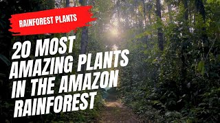 20 Most Amazing Plants in the Amazon Rainforest [upl. by Thanos]