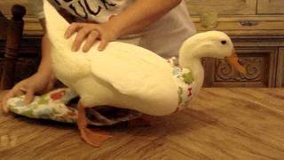 Dino Ducky Diapers How to dress your duck [upl. by Roz]