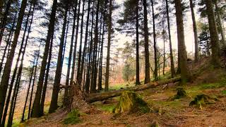 Strong Wind and Forest Ambience at Gummers How Lake District [upl. by Atirac]