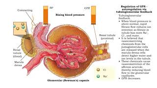Regulation of GFR autoregulation via myogenic mechanism Myogenic mechanism [upl. by Kifar938]