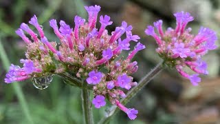 Growing Verbena Bonariensis [upl. by Auhs]